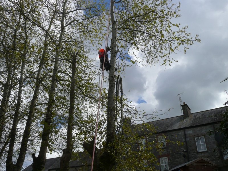 Advanced Tree Care work photograph 2