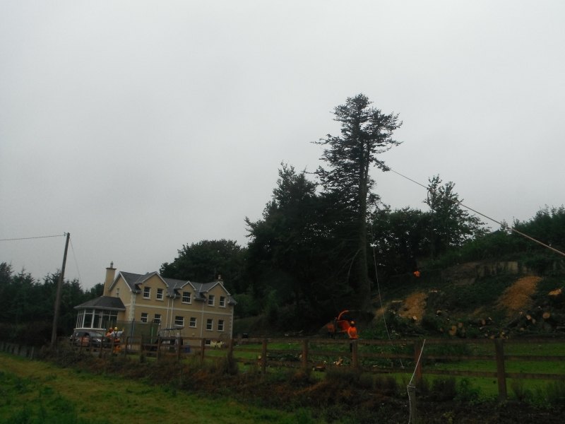 Advanced Tree Care work photograph 3