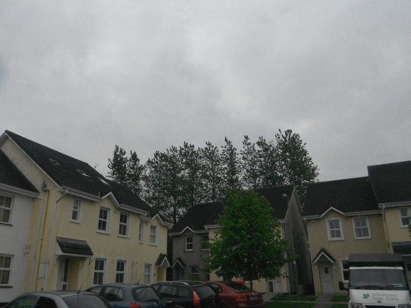 Advanced Tree Care work photograph 5