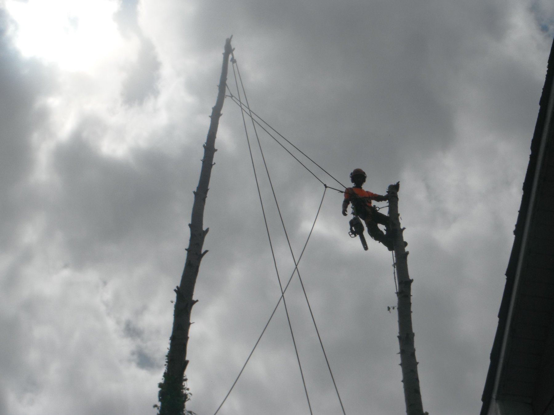 Tree Surgery