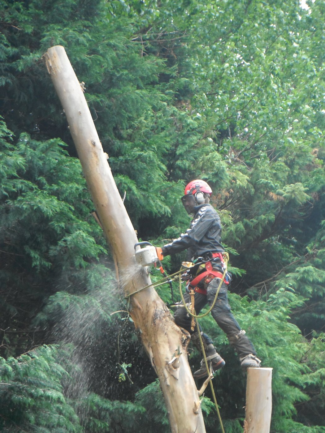 Dangerous Tree Removal